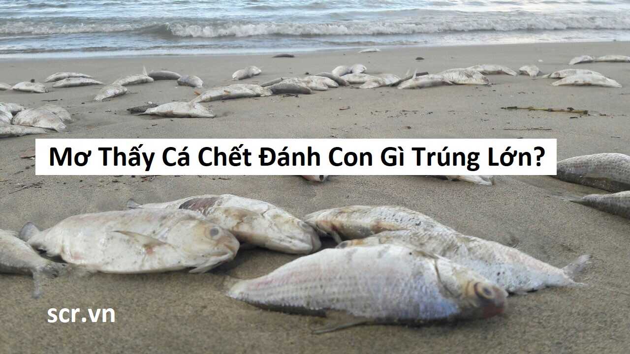 Mơ Thấy Cá Đánh Con Gì - Giải Mã Giấc Mơ Và Bí Quyết Chọn Số May Mắn