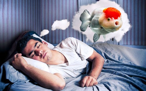 Mơ Thấy Cá Đánh Con Gì - Giải Mã Giấc Mơ Và Bí Quyết Chọn Số May Mắn